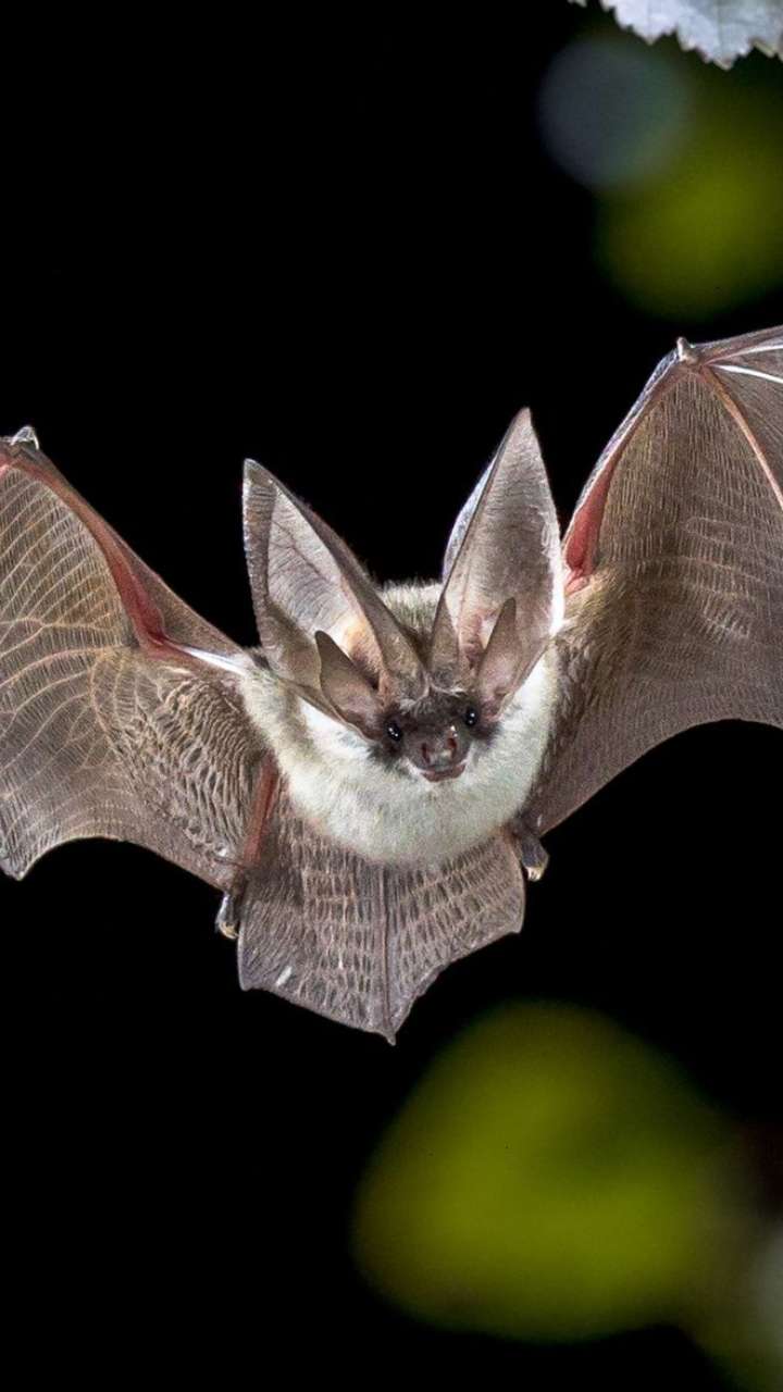 What happens by seeing bats at night?