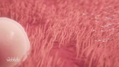 How ovulation occurs in the video