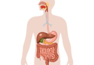 Photos: How does the digestive system work in a person?