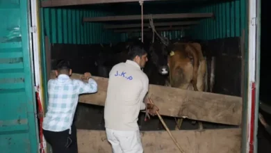 Great actions by Jammu and Kashmir Police, two major attempts to smuggle in Samba, failed, saved 44 cattle -police in Samba -soothing large livestock -smuggling efforts, Red 44 animals