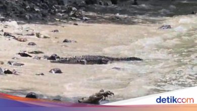 There is a crocodile on the beach of the Peacock beach, residents are encouraged not to swim