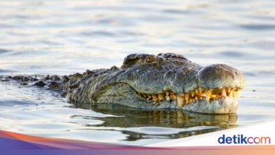 The boy in Berau was beaten on a 5 -meter crocodile when he swam in the river