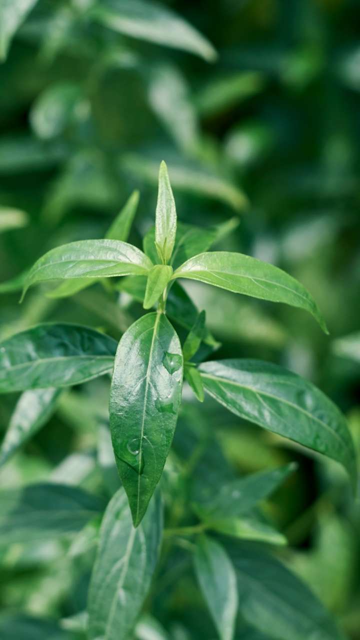 Kalmegh plant is 1 medicine for 4 diseases