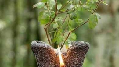 What is the right time to light a lamp near Tulsi?