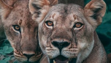 When animals became human hunters