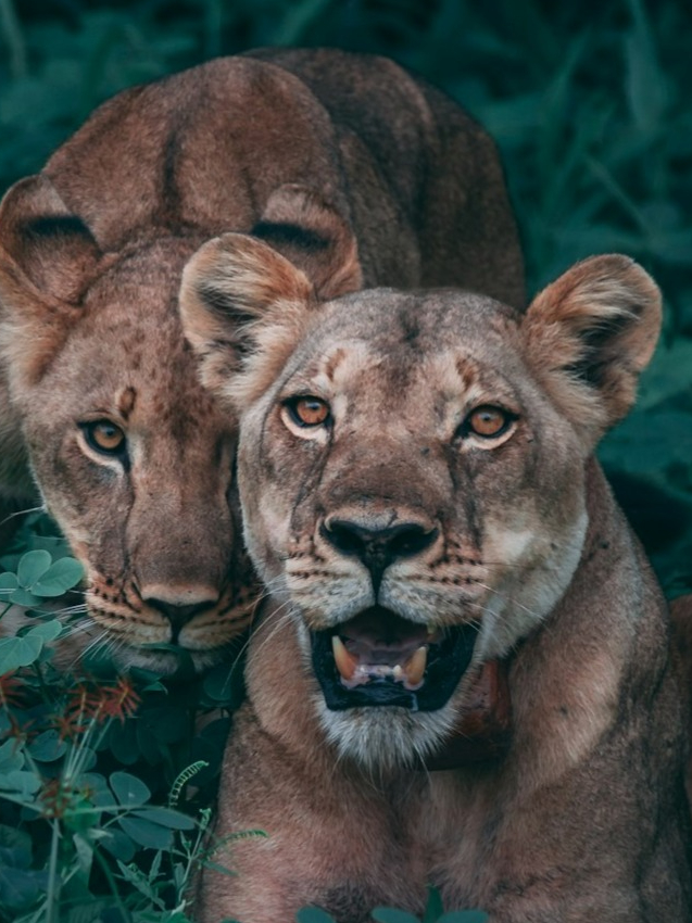 When animals became human hunters