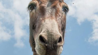 Learn these things at donkey, life will be successful