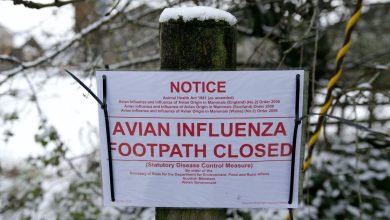 Britain monitor a human flu infection