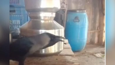 Unique crow started talking like people, says ‘Papa-Mummy’, video becomes viral