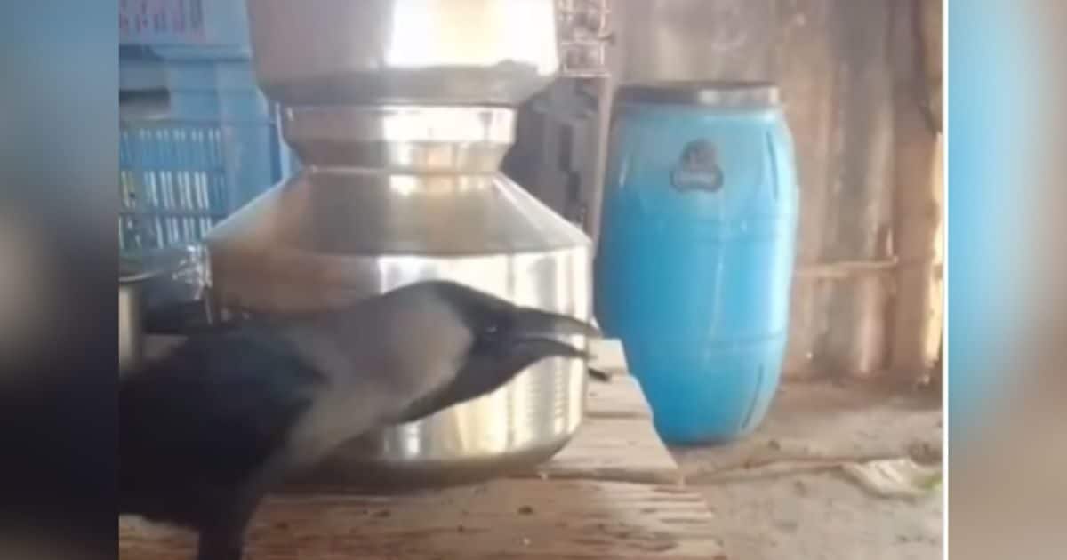 Unique crow started talking like people, says ‘Papa-Mummy’, video becomes viral