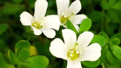 Brahmi plant is 1 medicine for these 4 problems