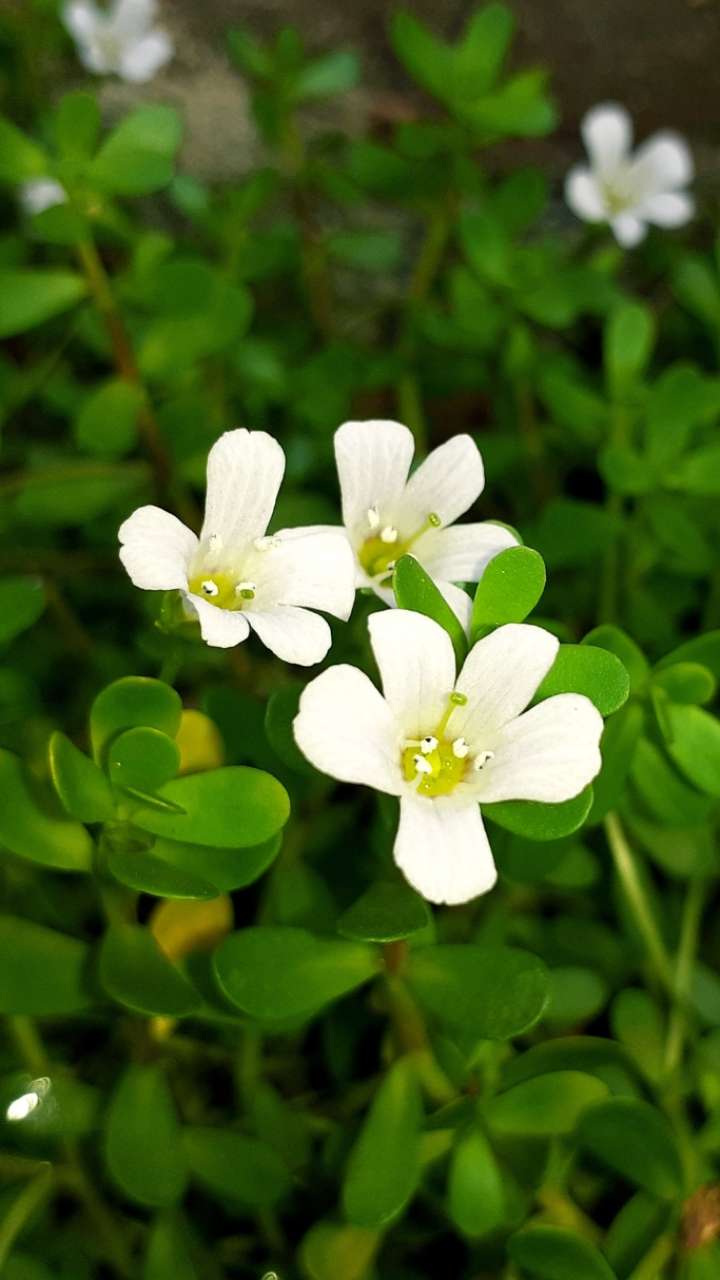 Brahmi plant is 1 medicine for these 4 problems
