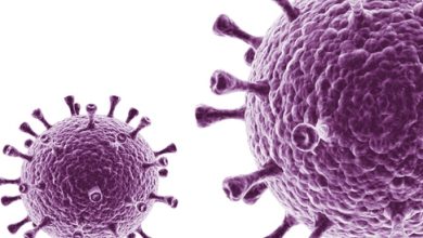 Herpes -analysis pcr: how to perform the investigation and analysis of the results