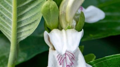 Adusa plant is 1 healing for your 4 problems
