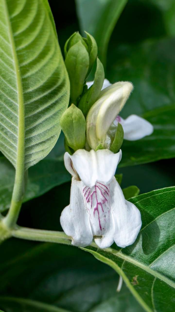 Adusa plant is 1 healing for your 4 problems
