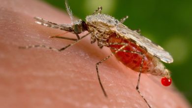 “Poison male” .. a new method that can eliminate “deadly malaria”