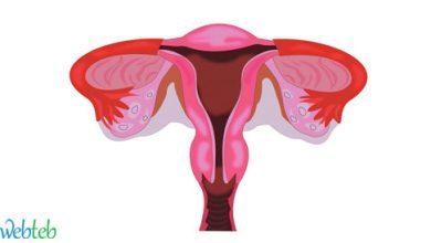 What is the female reproductive system?