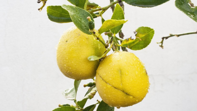 Difference between lemon and paper lemon?
