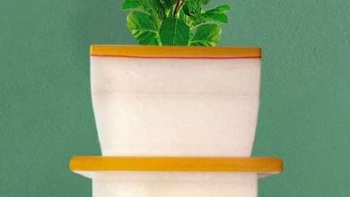 Worship Tulsi on Vijaya Ekadashi, Earn Earn