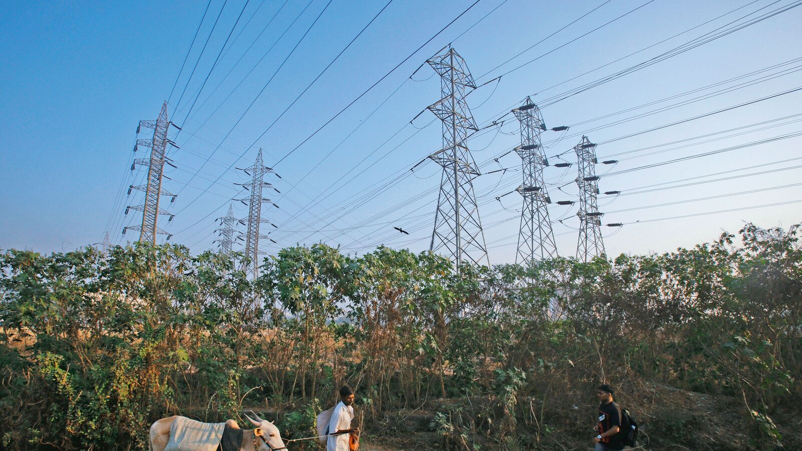 Iex signs electricity traded volume of 121 billion units in FY25 on higher demand | Mint