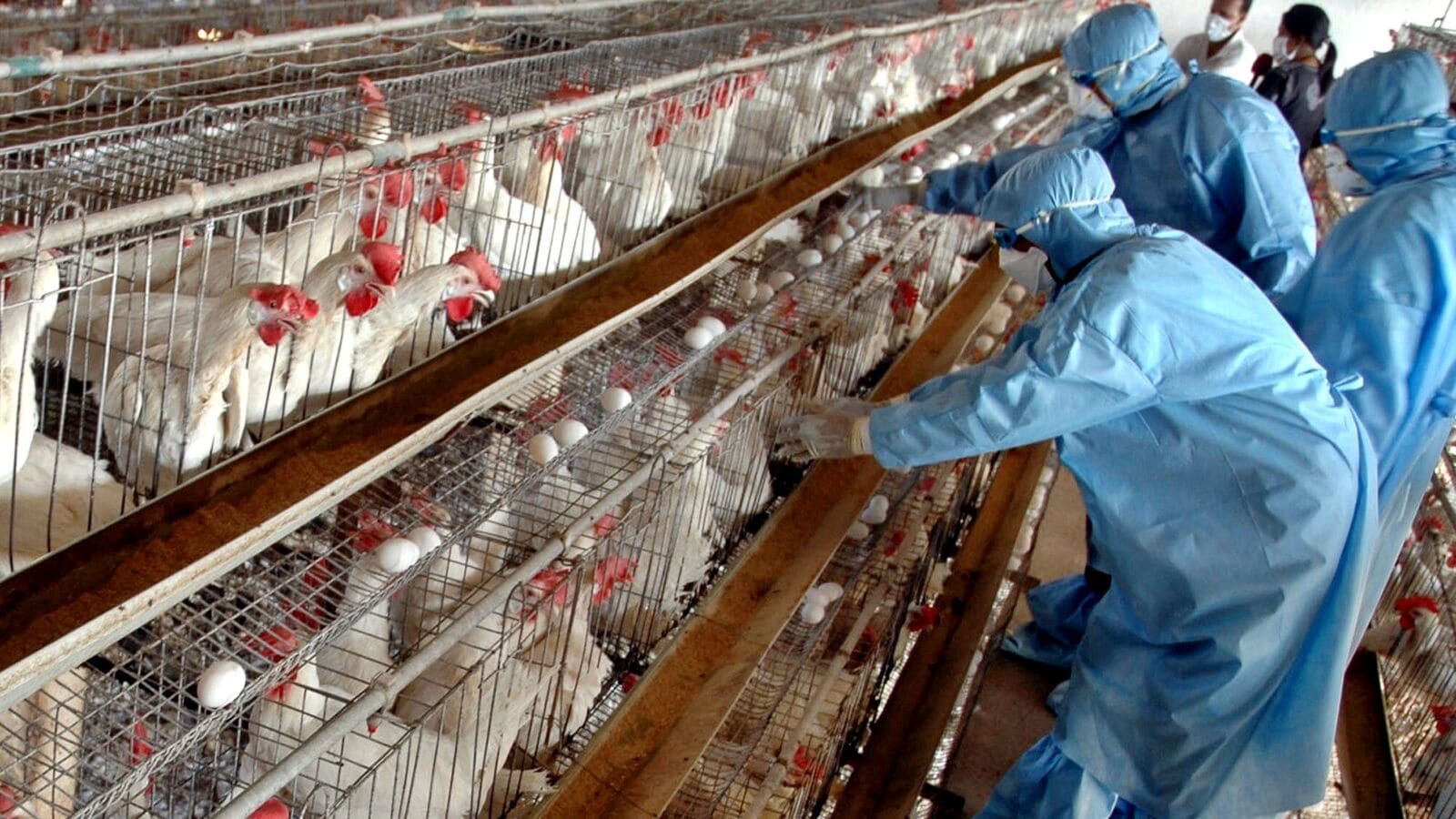 In the midst of the outbreak of bird flu, Govt makes registration of poultry farms that are mandatory for disease detection | Today news