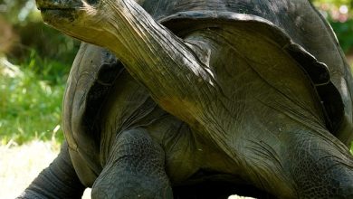 The world’s rare turtle