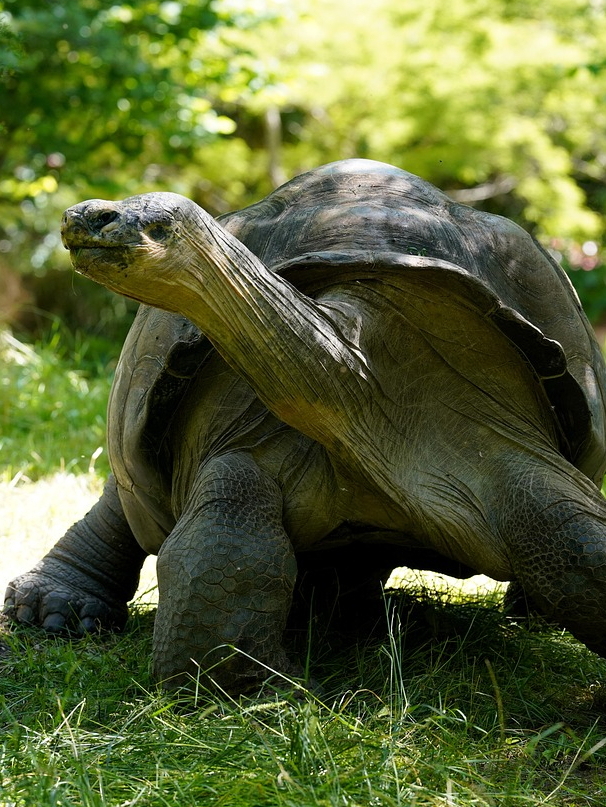 The world’s rare turtle