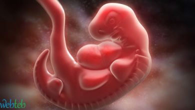 Video: The second month of pregnancy
