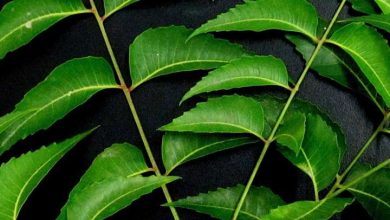 If you eat 5 leaves of taking these diseases will keep far