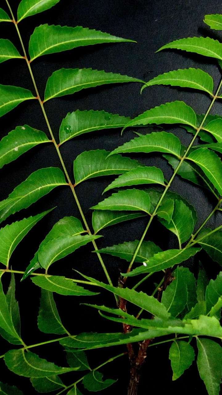 If you eat 5 leaves of taking these diseases will keep far