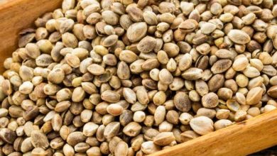 These are small seeds, the treasure of nutrients, eating will offer benefits