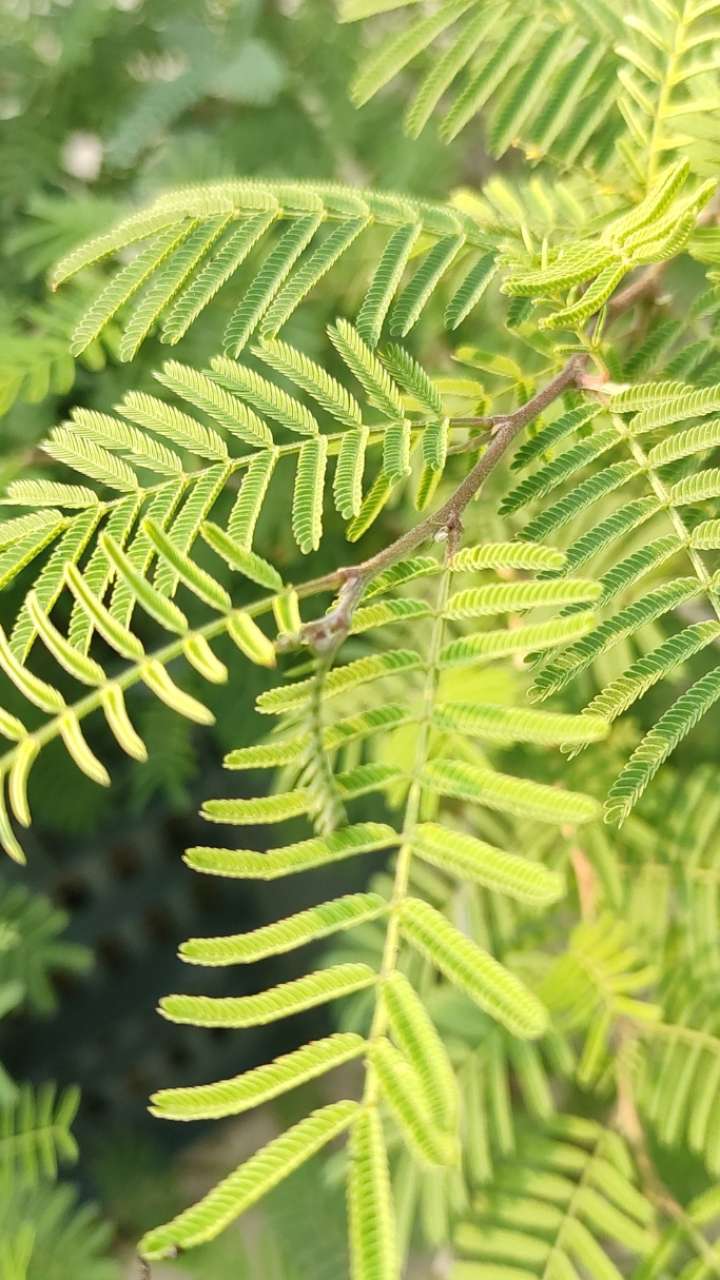 Shami plant is 1 medicine for 4 diseases