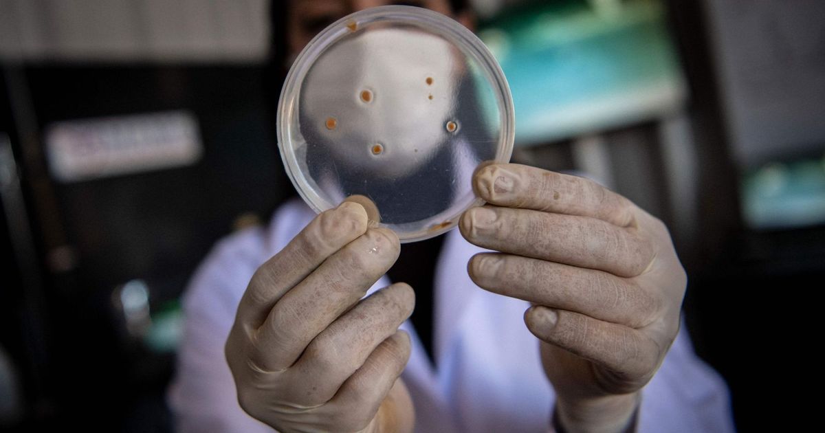 “Darbackin” .. a possible new treatment for medicine -resistant bacteria