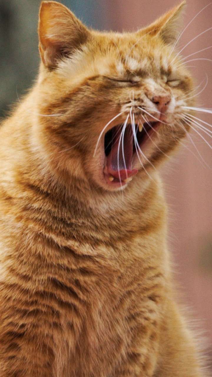 How’s the cat’s screaming in the morning?