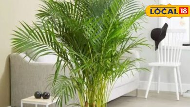 These five indoor plants are summer enemies, keep the house cold, they don’t have to take care of it