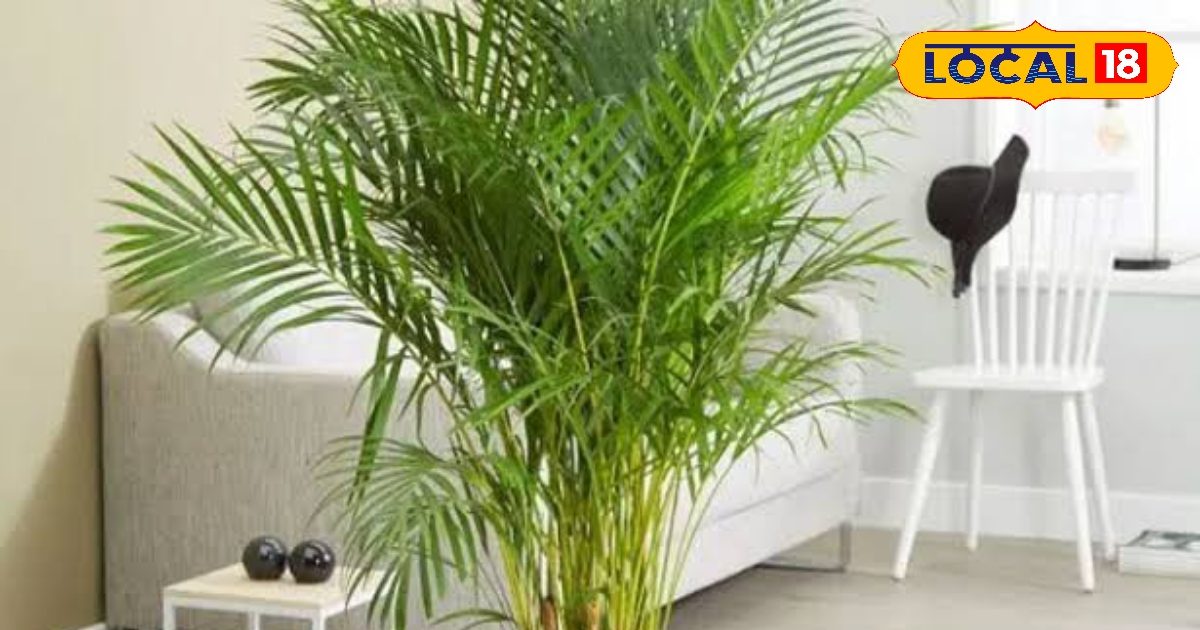 These five indoor plants are summer enemies, keep the house cold, they don’t have to take care of it