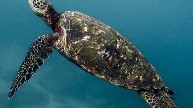 The world’s largest turtle