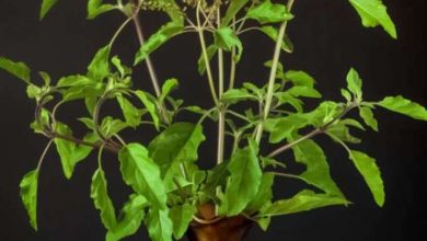 In which houses should the basil plant not be planted?