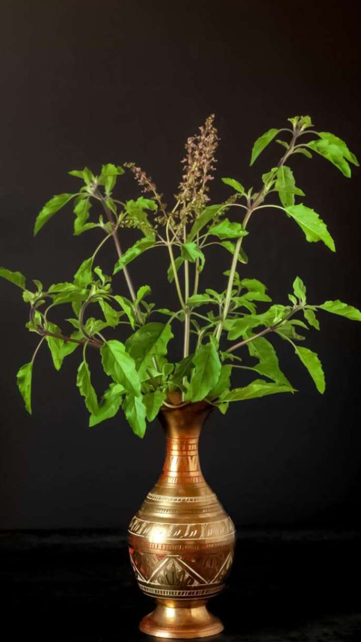 In which houses should the basil plant not be planted?