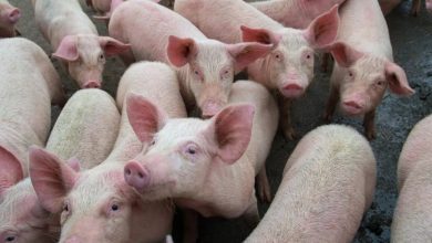 African swine fever havoc in Mizoram, death of more than a thousand pigs; How dangerous is for humans? – ryan