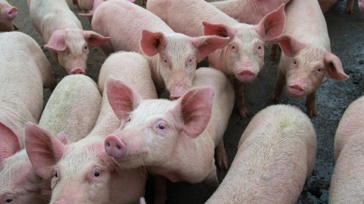 African swine fever havoc in Mizoram, death of more than a thousand pigs; How dangerous is for humans? – ryan