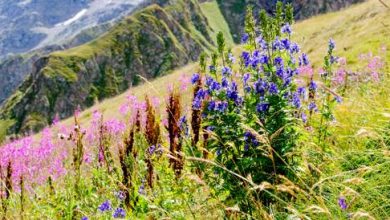 Photos: Herbs are growing in mountains and their benefits