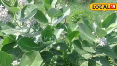 This plant is beneficial from joint pain to skin problems – ryan