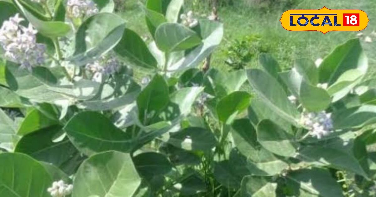 This plant is beneficial from joint pain to skin problems – ryan