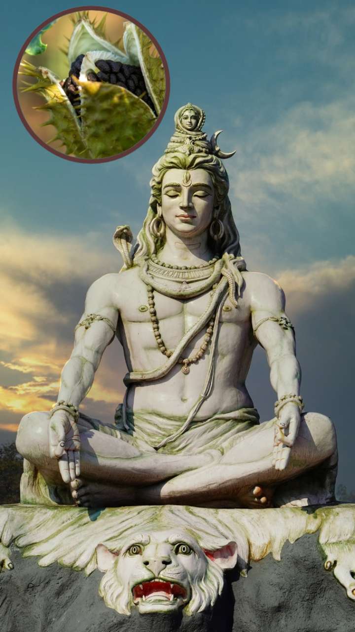 Mahashivratri 2025: What happens by including black dhatura in worship?