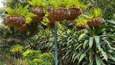 Put these 7 best hanging plants at home