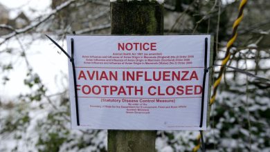 Britain is attached to France and increases the level of the risk of bird flu
