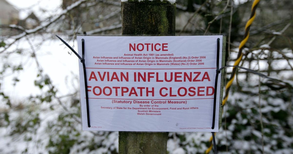 Britain is attached to France and increases the level of the risk of bird flu