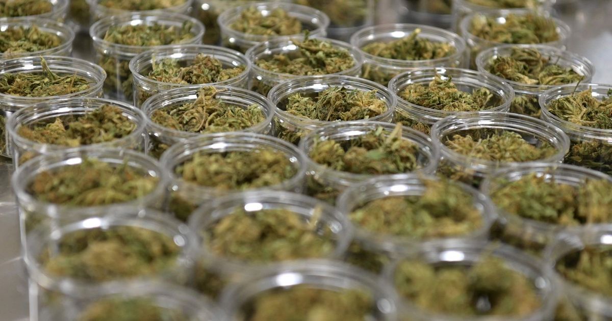 Hemp abuse leaves a “print that does not disappear” on the DNA