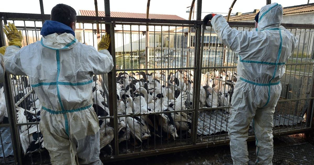 France increases the risk of bird flu to ‘average’